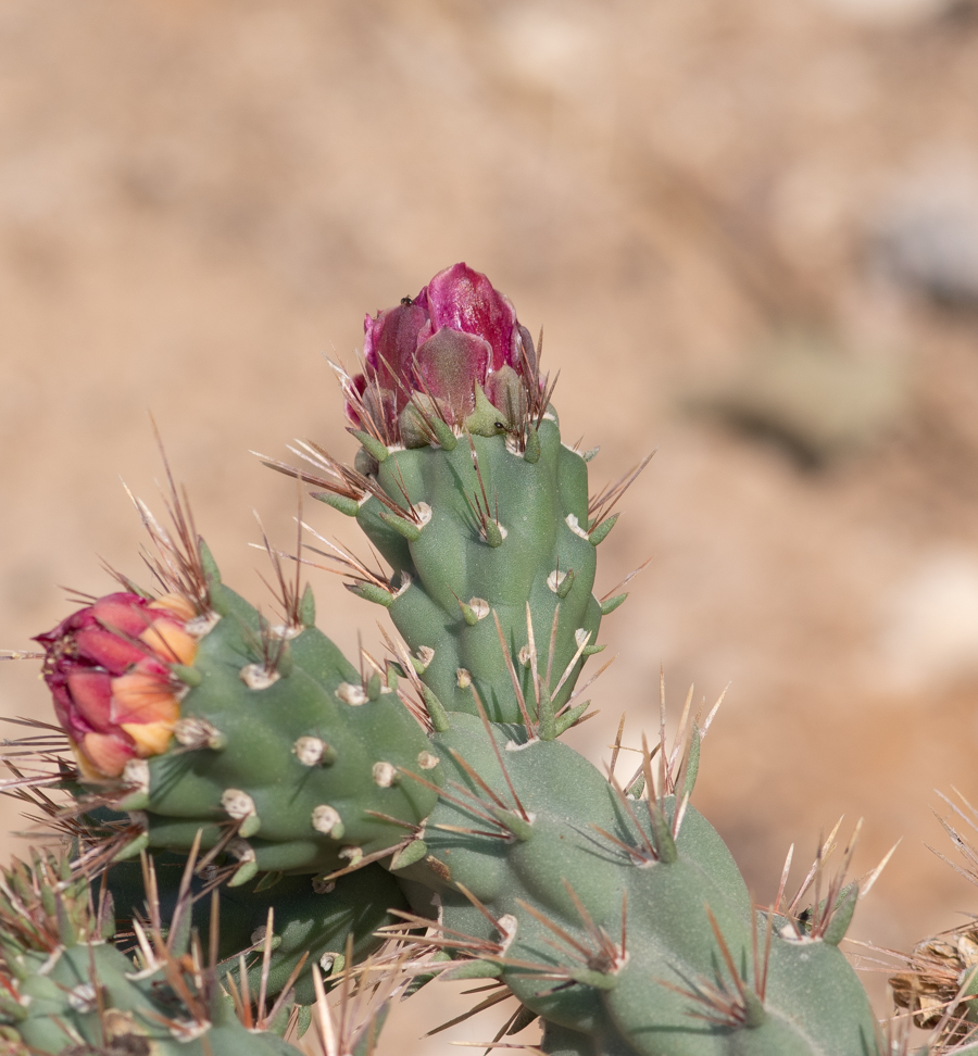 Image of Cylindropuntia cholla specimen.