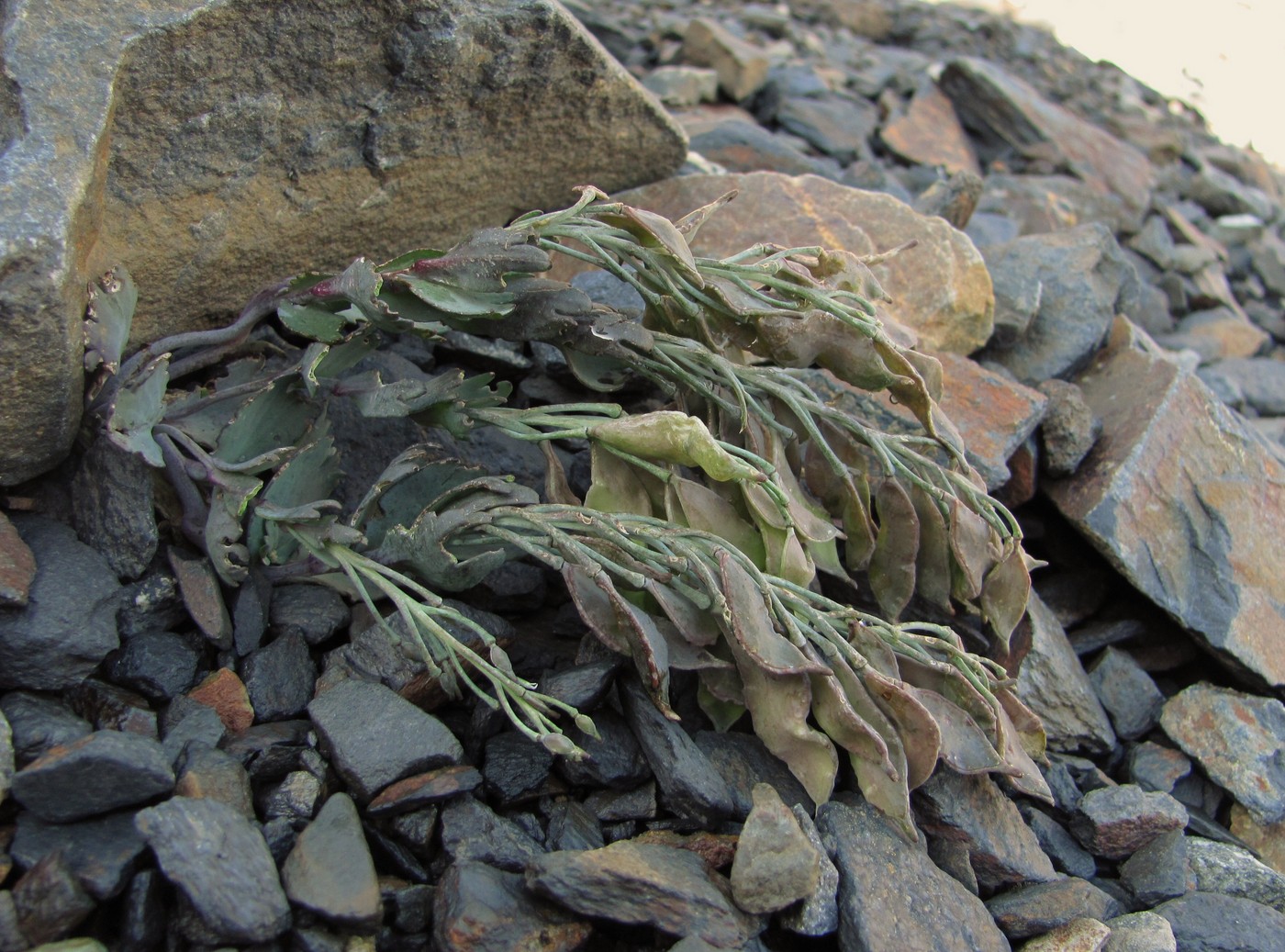 Image of Pseudovesicaria digitata specimen.