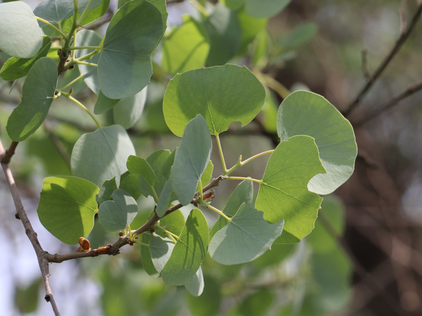 Изображение особи Populus pruinosa.