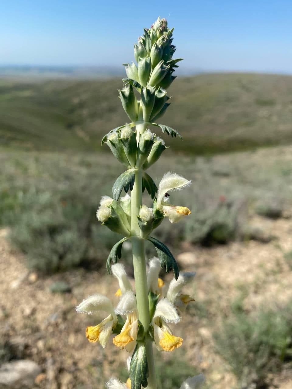 Image of Phlomoides nuda specimen.