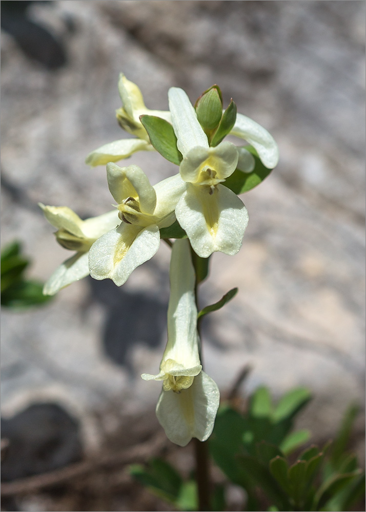 Изображение особи Corydalis vittae.