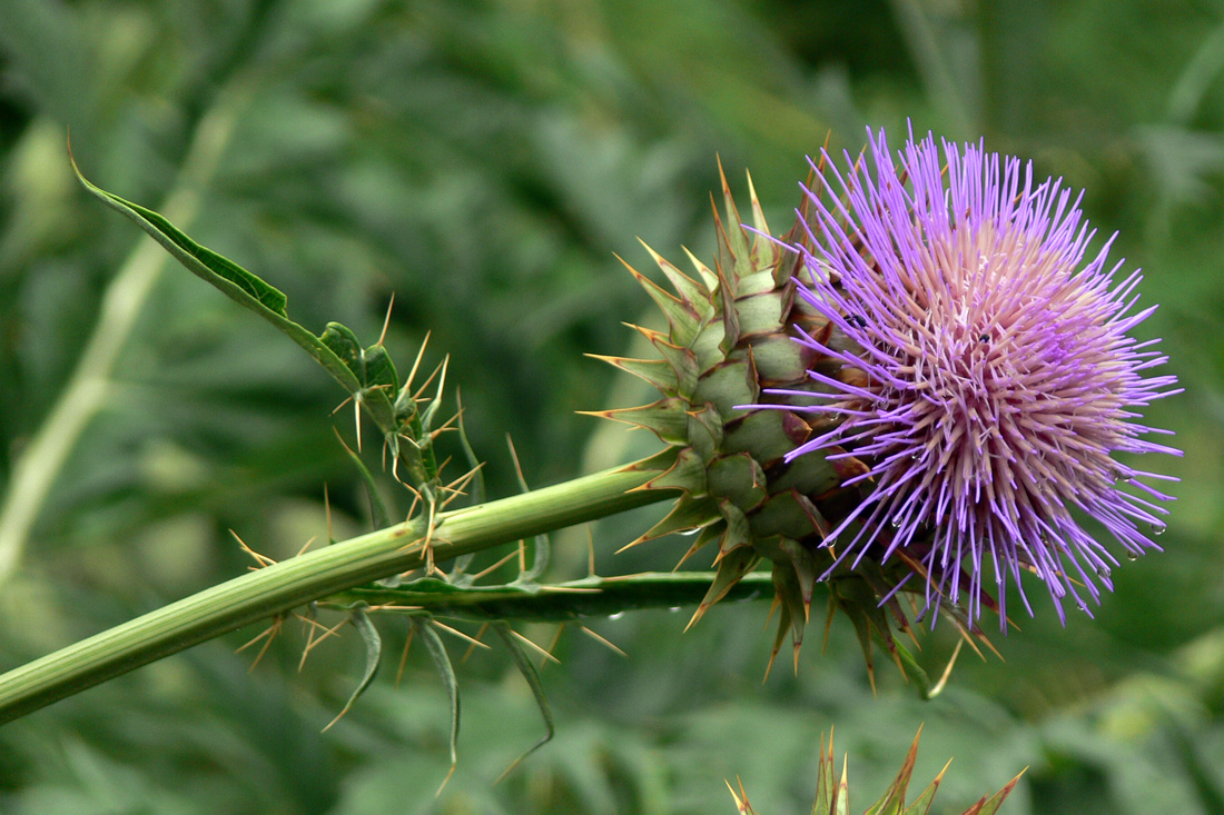 Изображение особи Cynara scolymus.