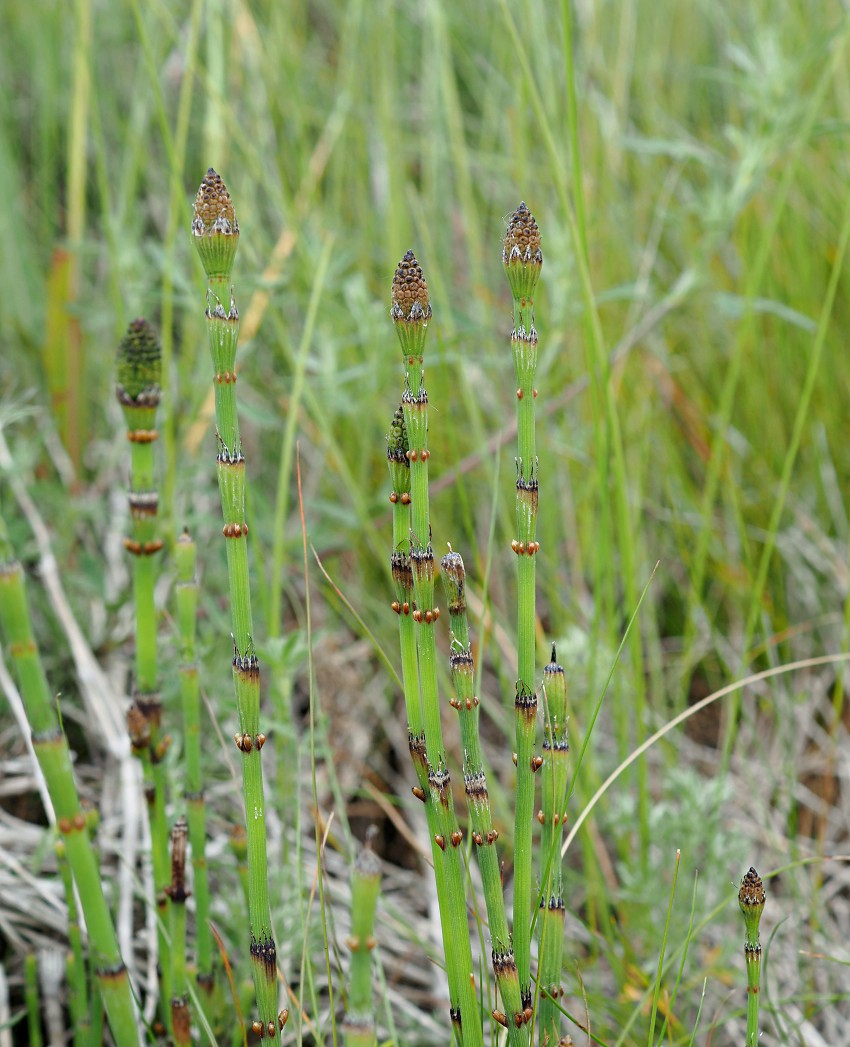 Image of Equisetum ramosissimum specimen.