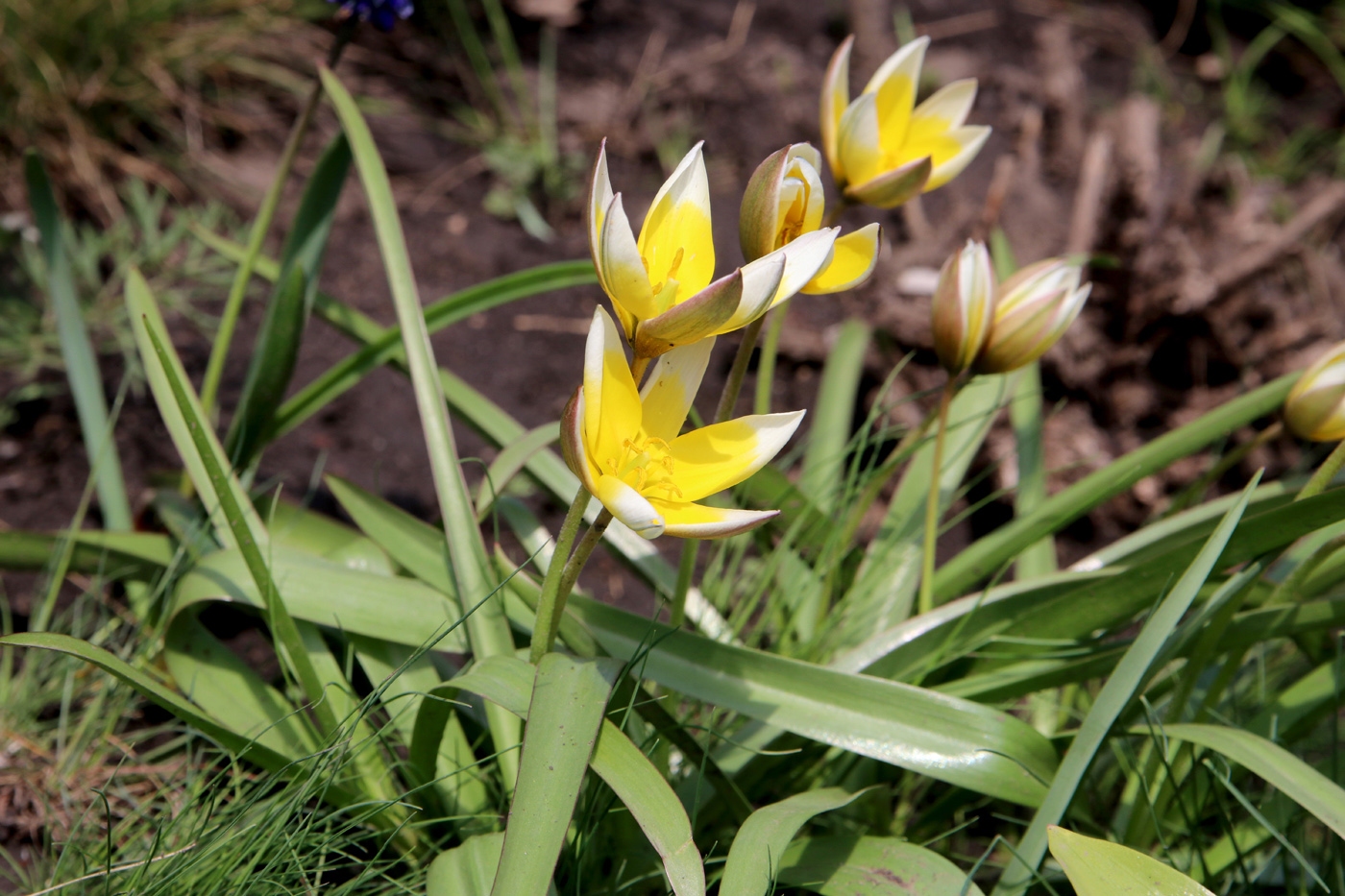 Image of Tulipa tarda specimen.