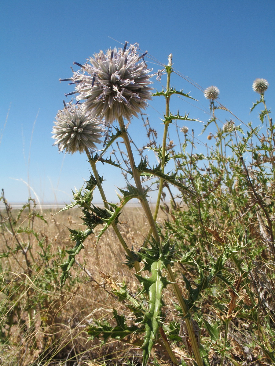 Image of Echinops subglaber specimen.