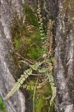 Asplenium trichomanes. Спороносящее растение. Дагестан, Левашинский р-н, окр. с. Цудахар, широколиственный лес, на стволе дерева. 9 мая 2022 г.
