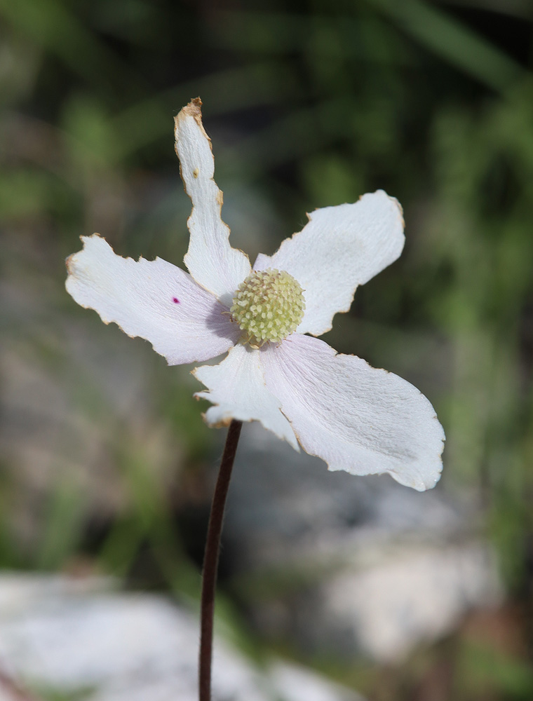 Image of genus Anemone specimen.