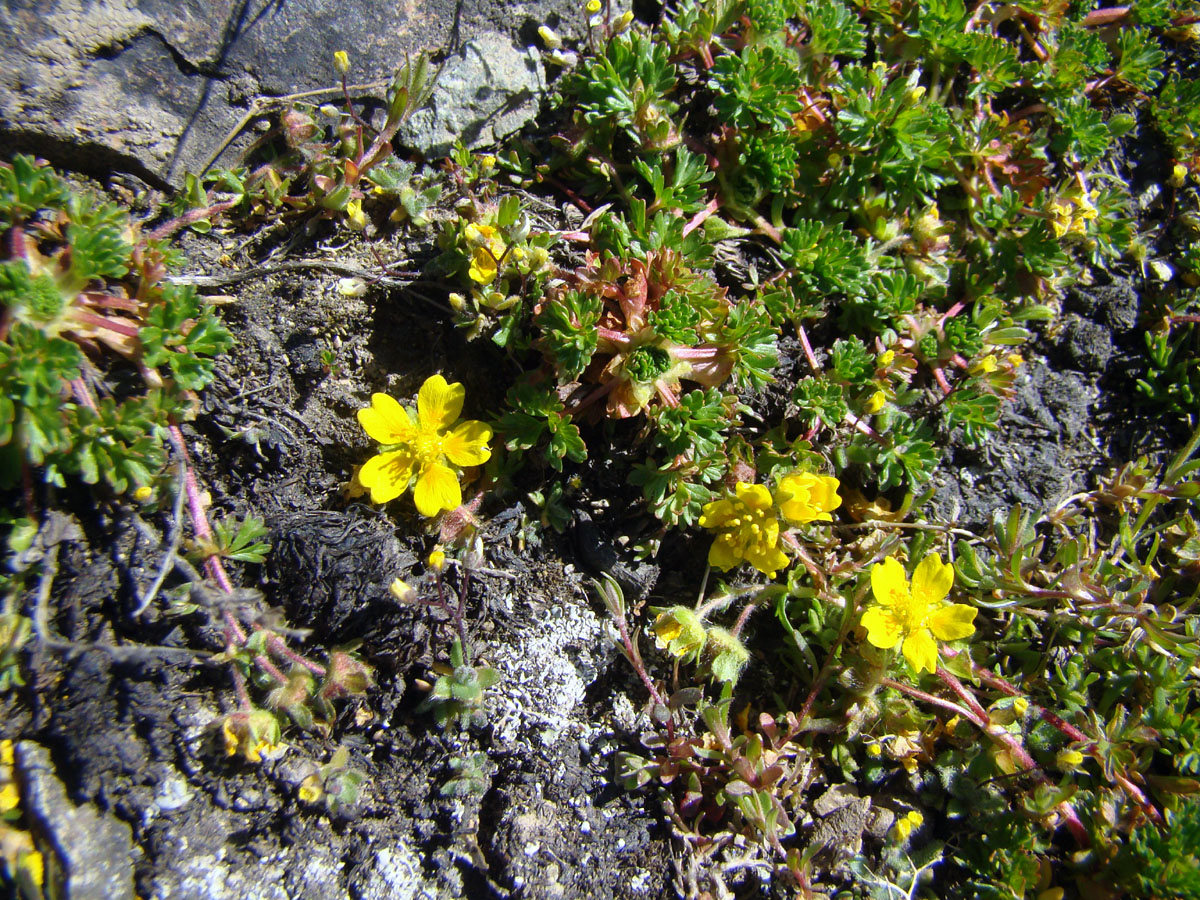 Image of Potentilla flabellata specimen.