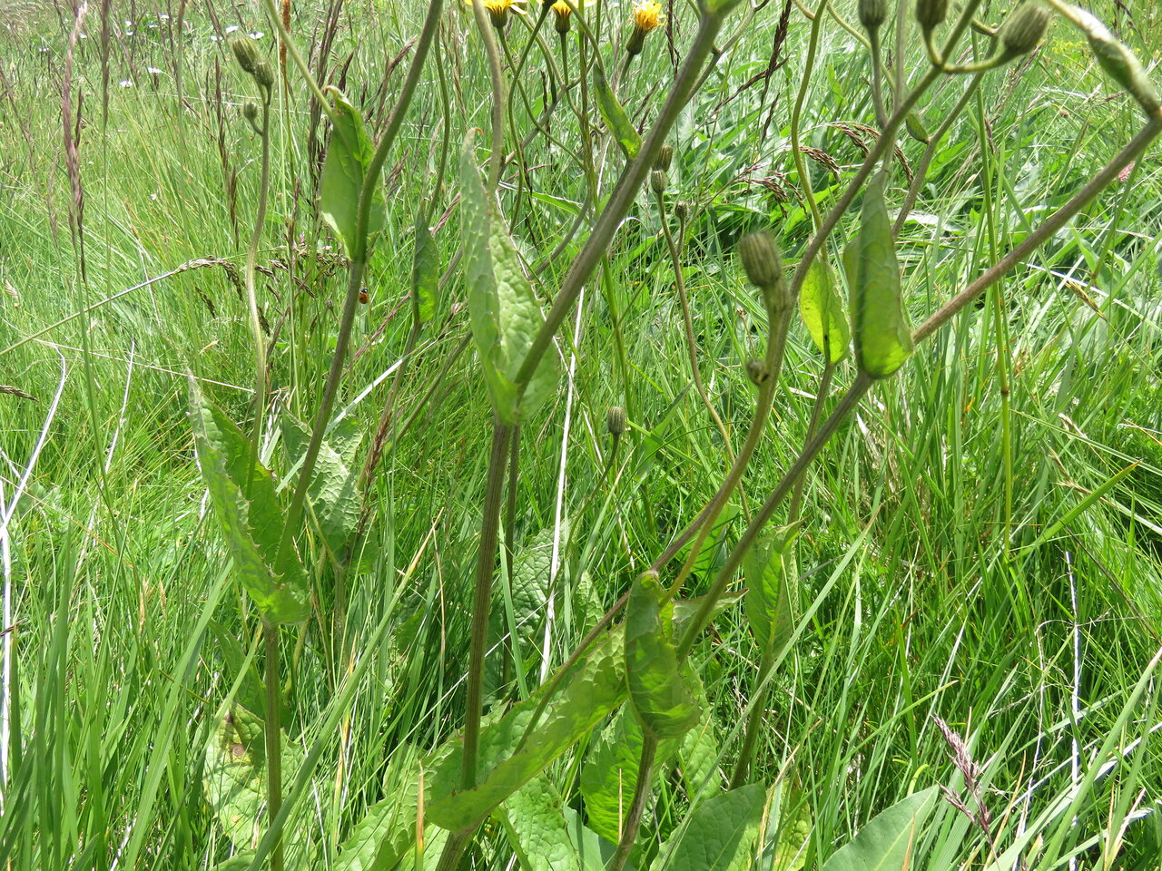 Изображение особи Crepis viscidula.