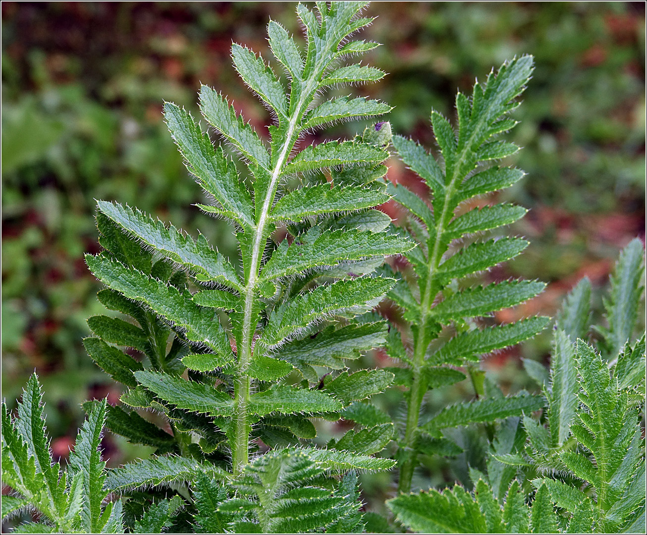 Image of Papaver setiferum specimen.