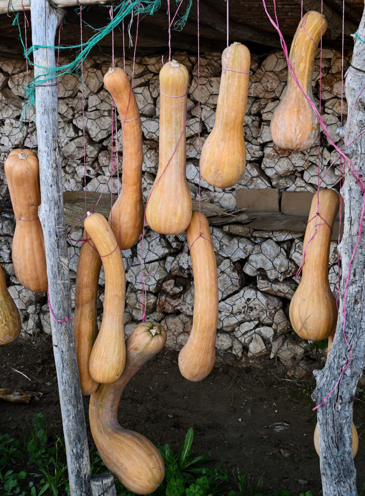 Изображение особи Cucurbita moschata.