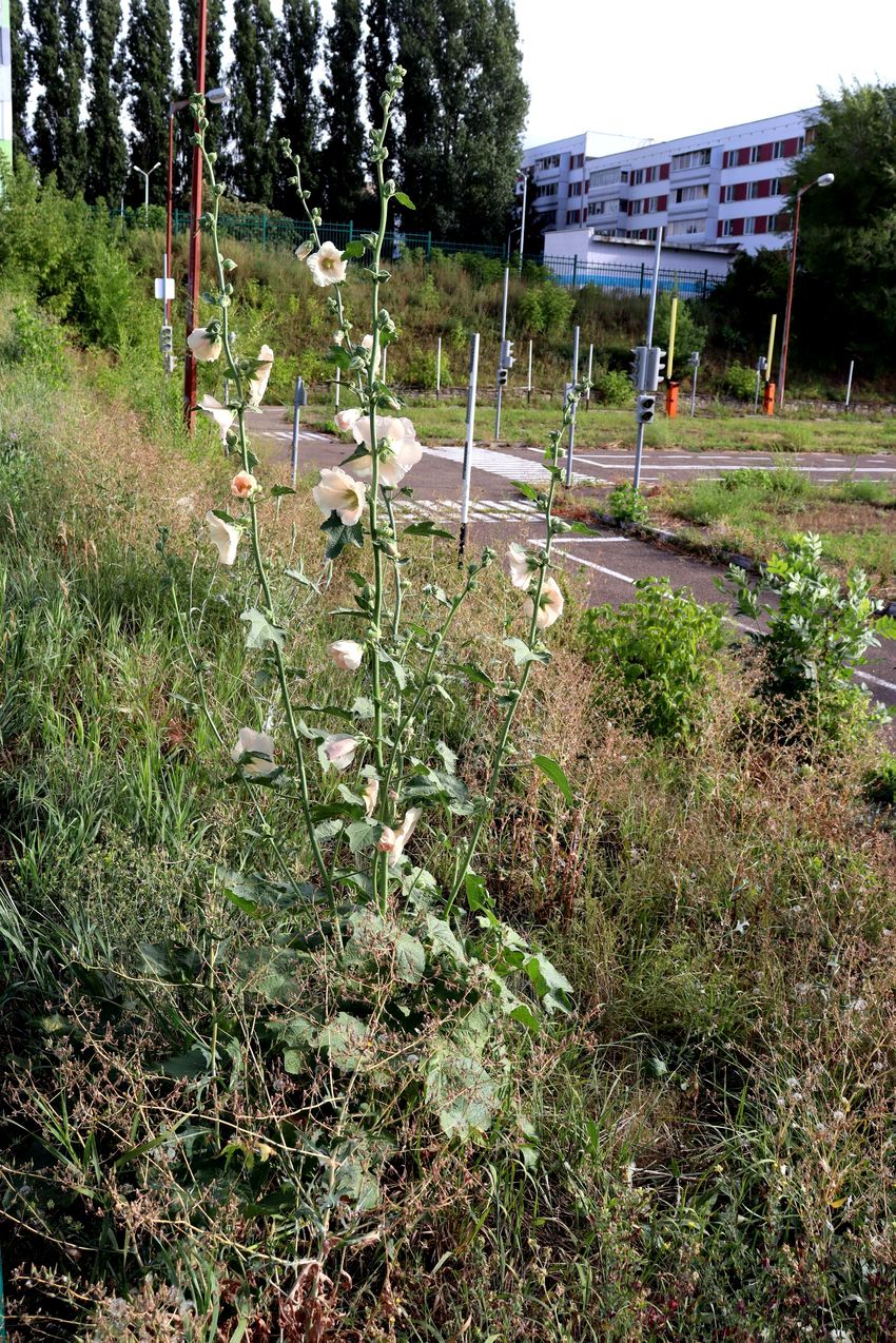 Image of Alcea rosea specimen.