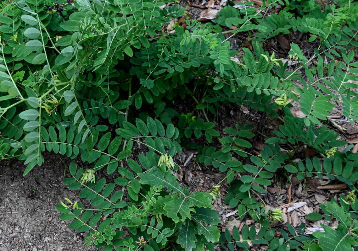 Изображение особи Astragalus glycyphyllos.