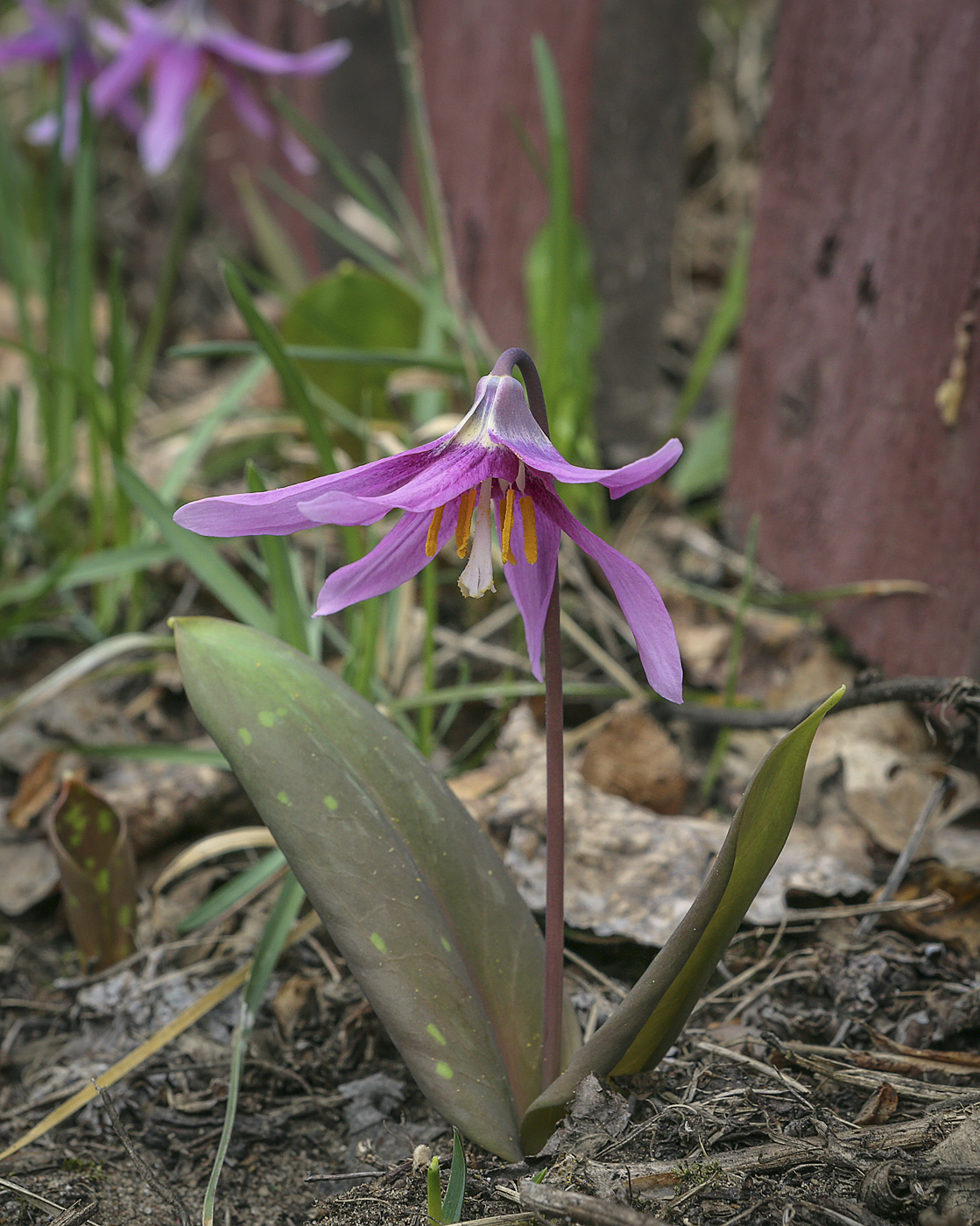 Image of Erythronium sibiricum specimen.