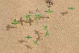 genus Euphorbia. Цветущие растения. Узбекистан, Каракалпакия, окр. крепости Аяз-Кала, пески. 11 апреля 2023 г.