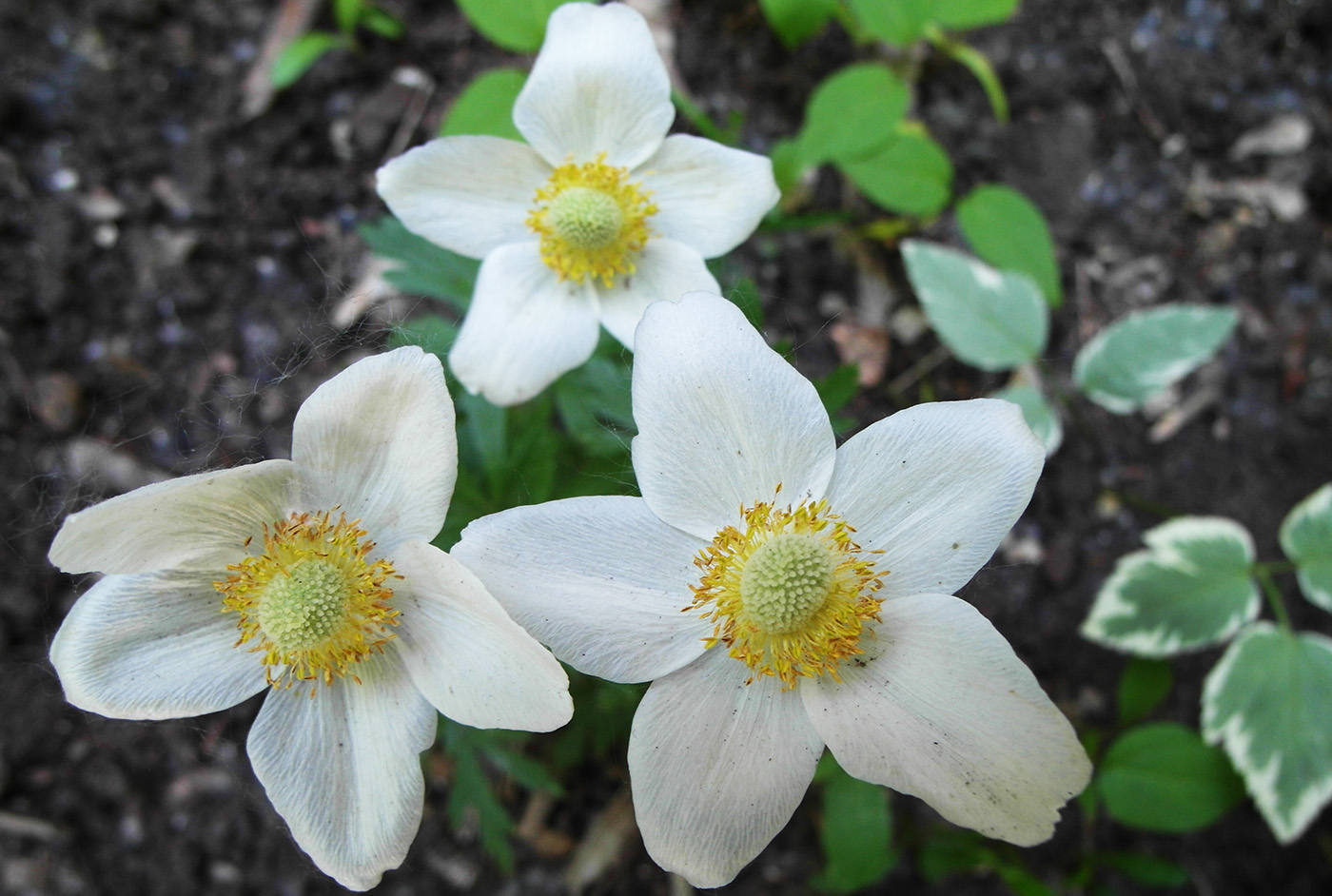 Image of Anemone sylvestris specimen.