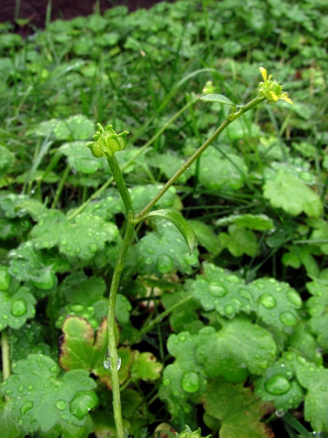 Image of Ranunculus chius specimen.