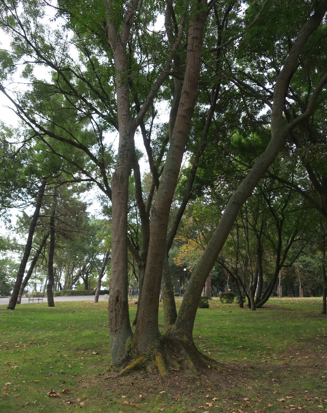 Image of Fraxinus excelsior specimen.