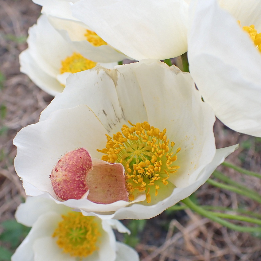 Изображение особи Papaver amurense.