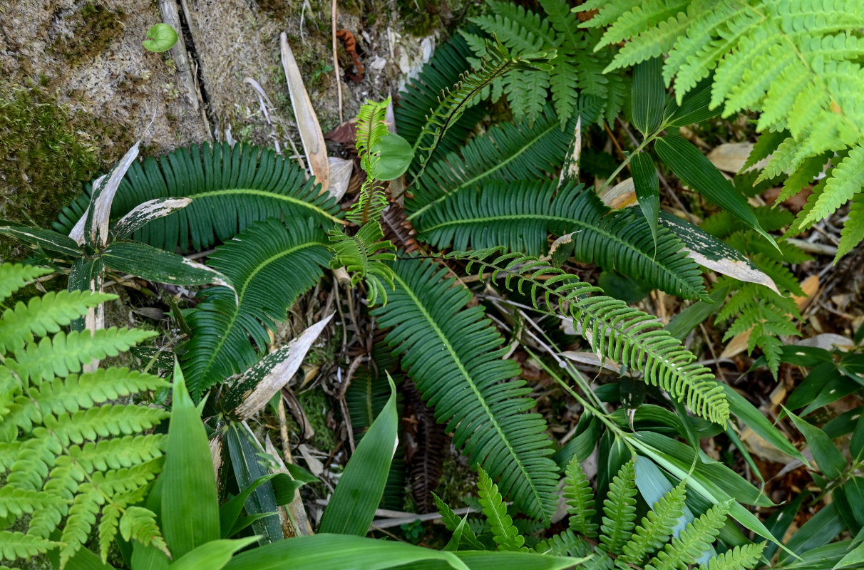 Изображение особи Blechnum nipponicum.