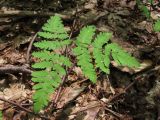 Gymnocarpium dryopteris. Растение в буковом лесу. Горный Крым, р. Б. Бурульча. 17 июля 2010 г.