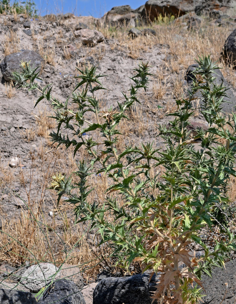 Изображение особи Carthamus lanatus.