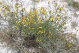 Смотреть изображение Genista tanaitica
