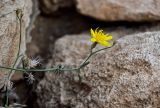 Launaea nudicaulis