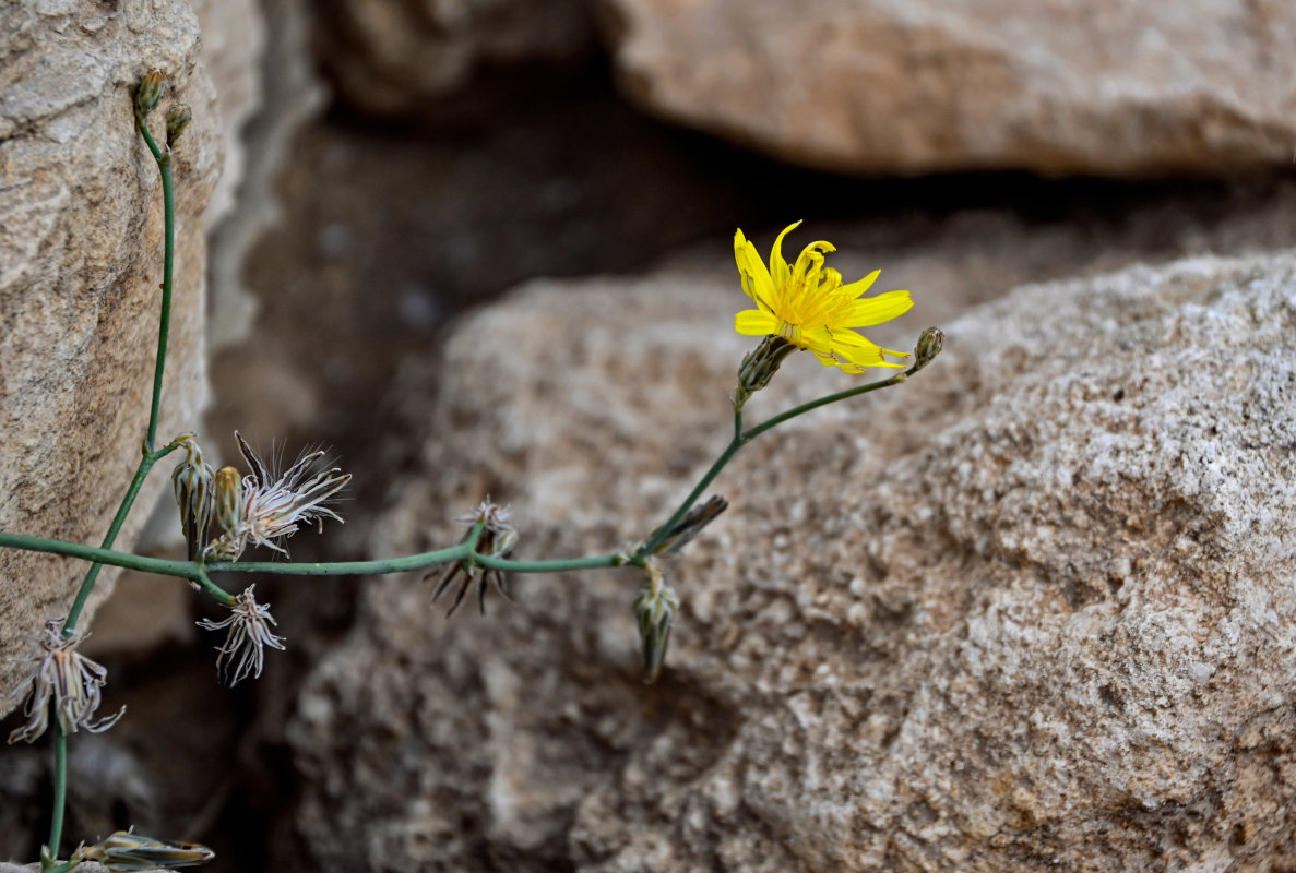 Image of Launaea nudicaulis specimen.