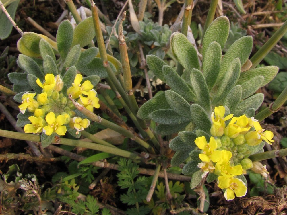 Изображение особи Alyssum calycocarpum.