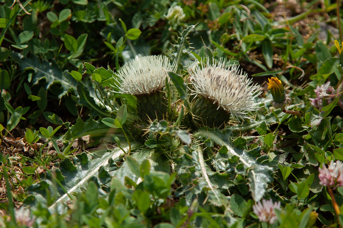 Image of Cirsium rhizocephalum specimen.