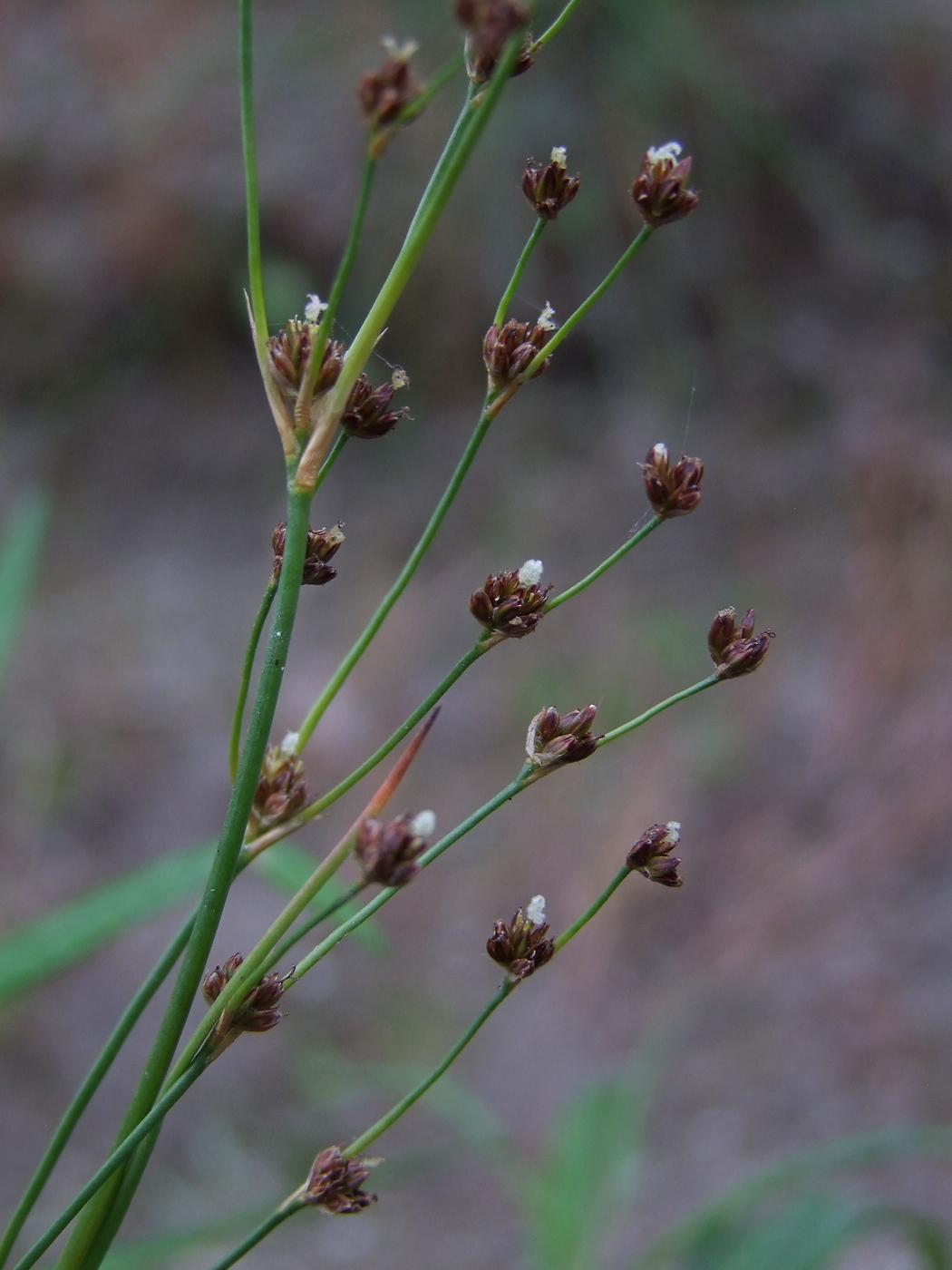 Image of Juncus alpino-articulatus specimen.