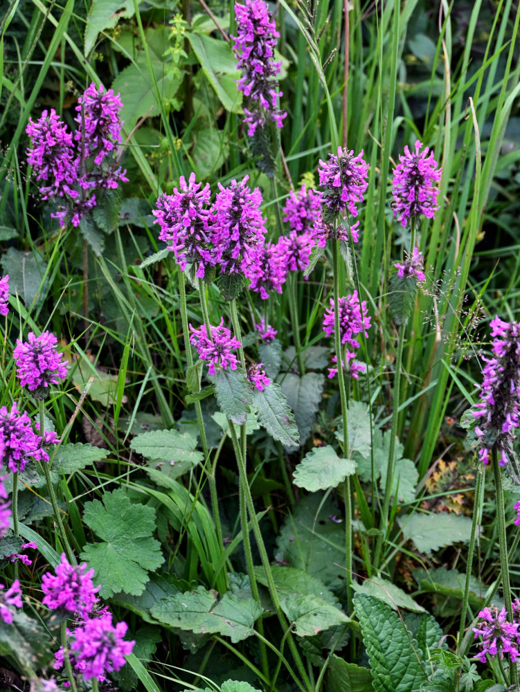 Image of Betonica officinalis specimen.