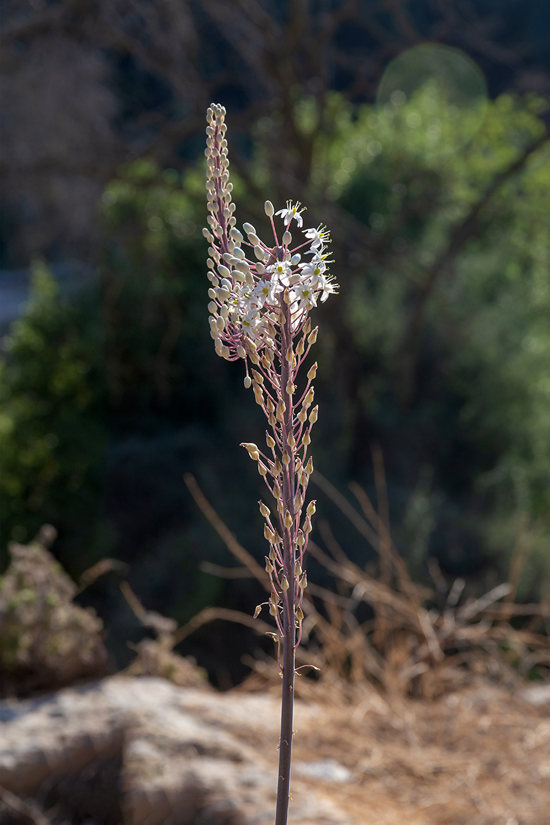 Image of Drimia aphylla specimen.