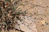 Erodium arborescens. Верхушки побегов с соплодиями. Египет, мухафаза Эль-Гиза, окр. г. Дахшур, каменисто-песчаный склон. 29.04.2023.