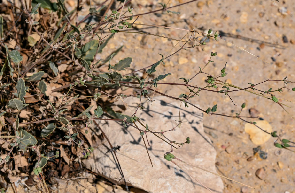 Изображение особи Erodium arborescens.