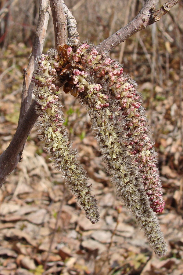 Image of Populus davidiana specimen.