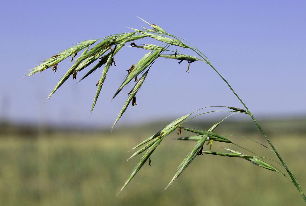 Изображение особи Bromopsis riparia.