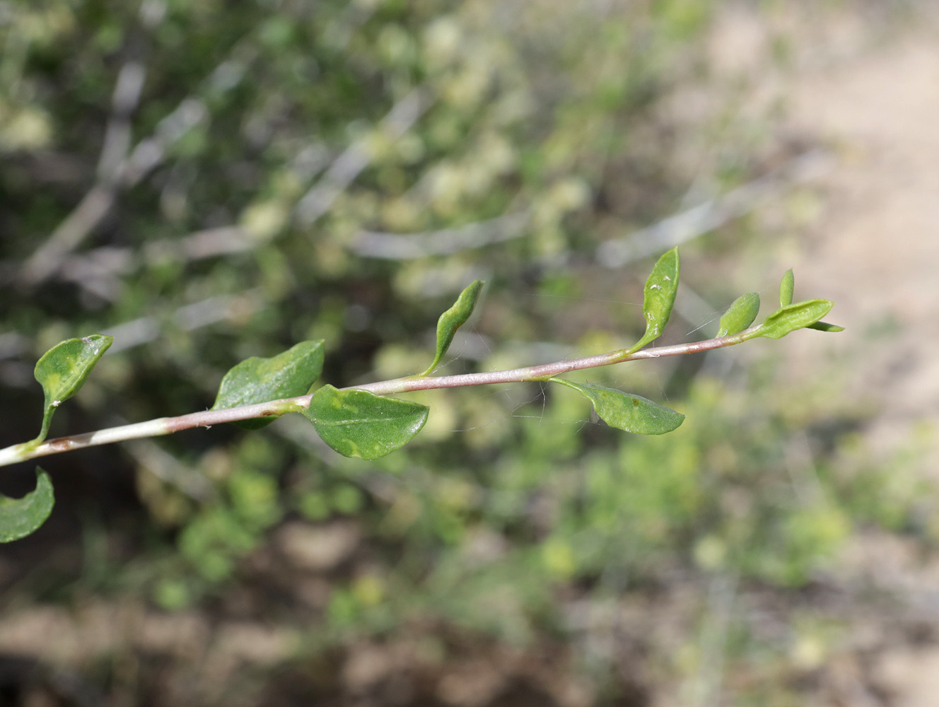 Изображение особи Atraphaxis replicata.