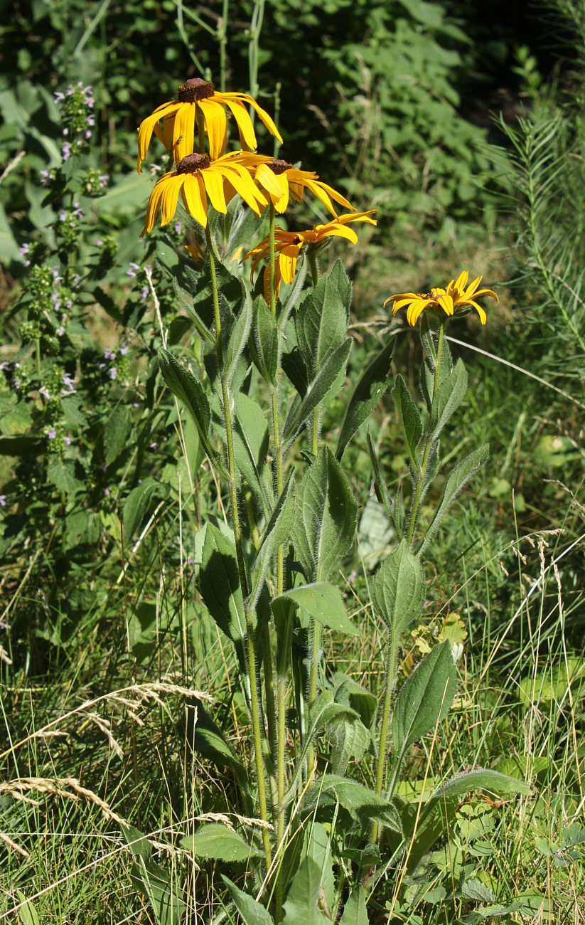 Изображение особи Rudbeckia hirta.