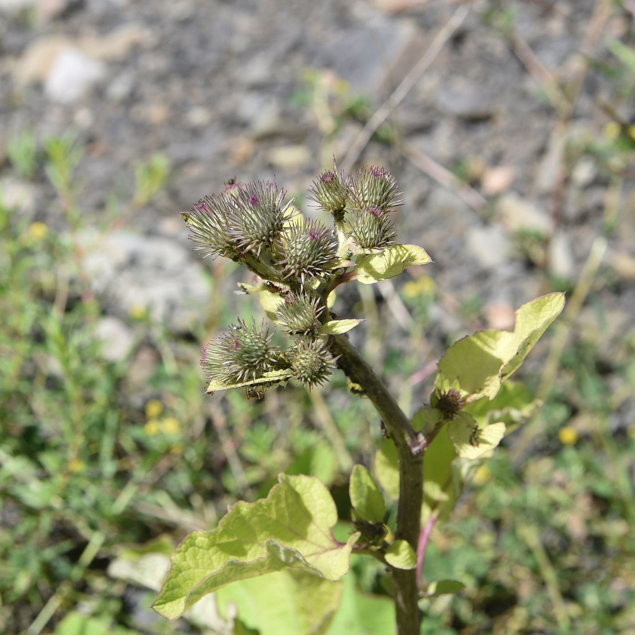 Изображение особи Arctium palladinii.