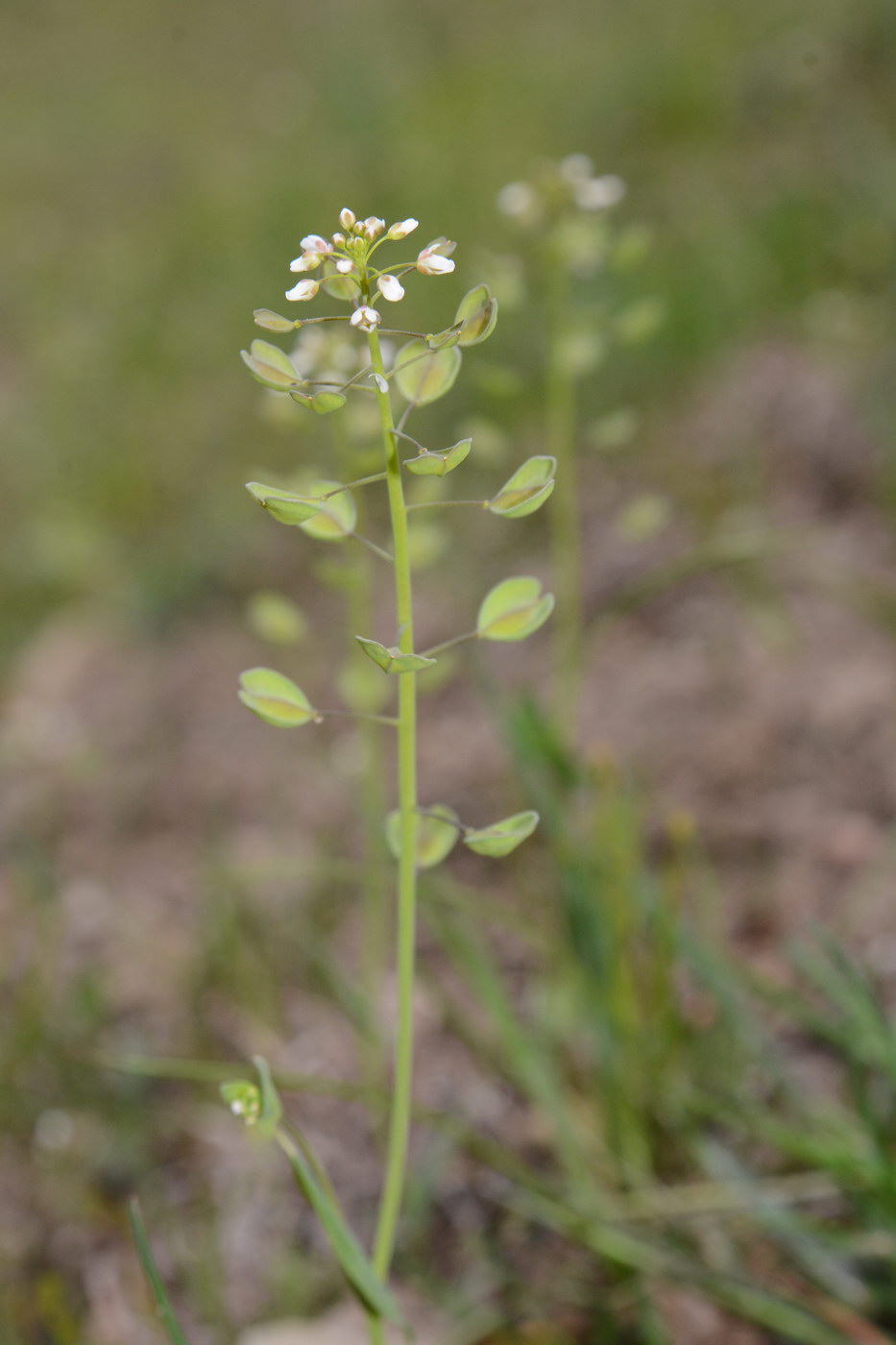 Image of Microthlaspi perfoliatum specimen.