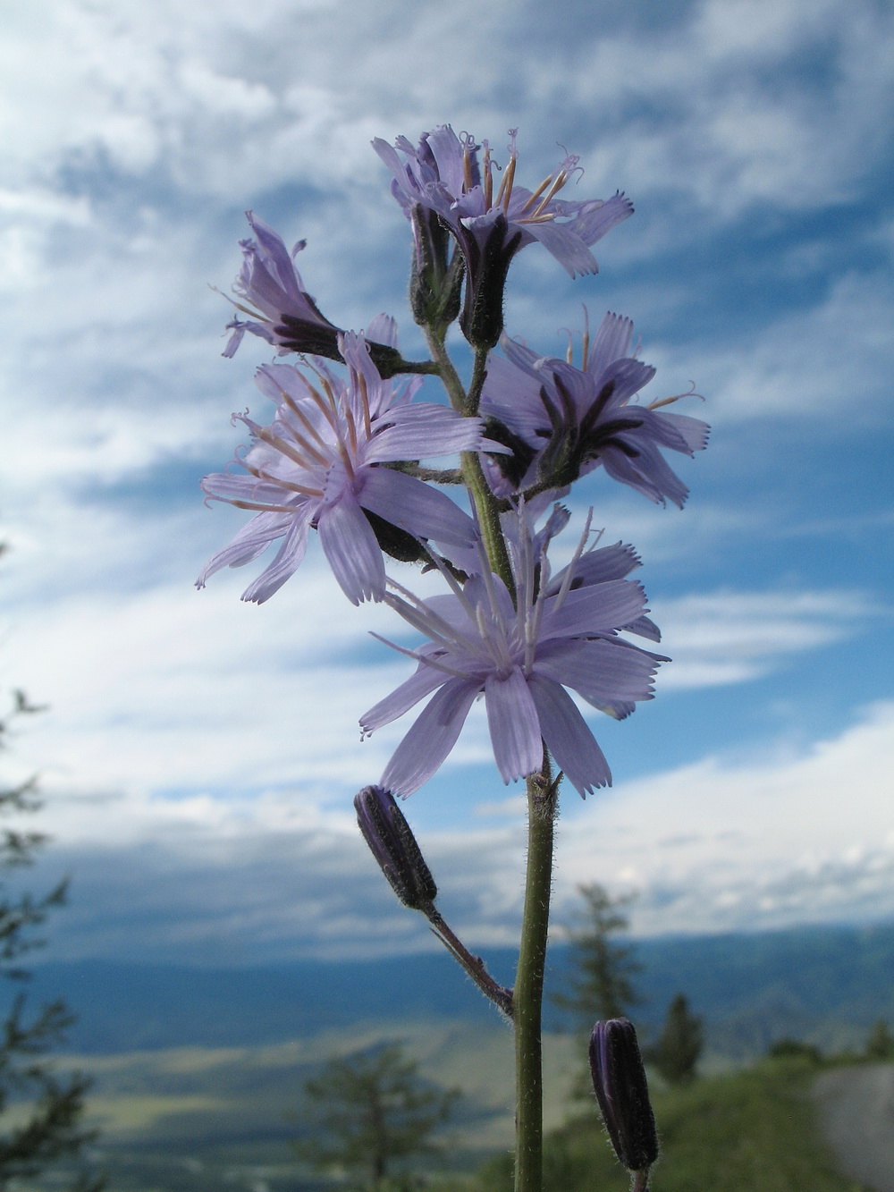 Image of Cicerbita azurea specimen.