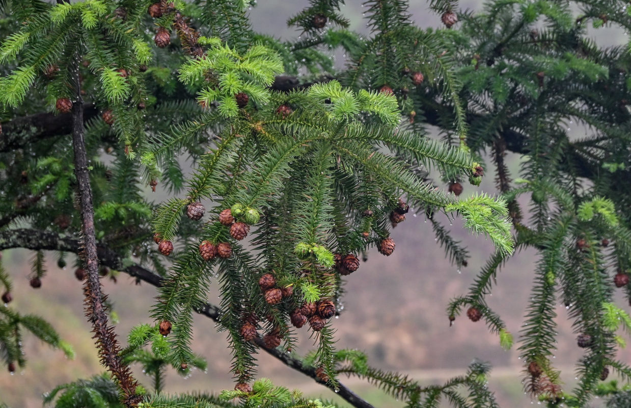 Image of Cunninghamia lanceolata specimen.