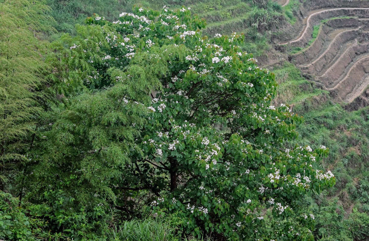 Изображение особи Vernicia fordii.