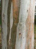 Eucalyptus viminalis. Часть ствола. Абхазия, Гагрский р-н, село Амзара, парк дома отдыха «Псоу». 16.07.2022.