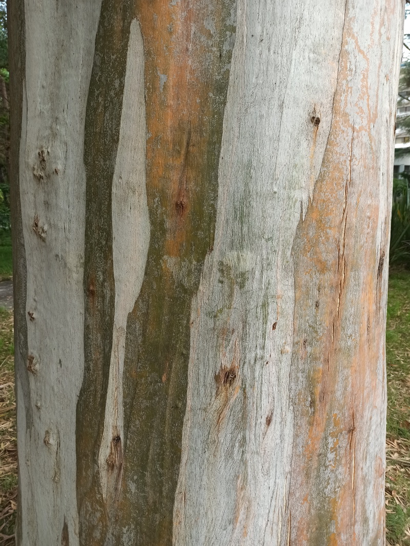 Image of Eucalyptus viminalis specimen.