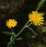 familia Asteraceae. Часть побега с соцветиями. Липецкая обл., Данковский р-н, ур. Крутые Дубки, лес. 31 июля 2024 г.