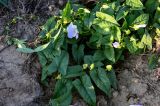 Calystegia spectabilis