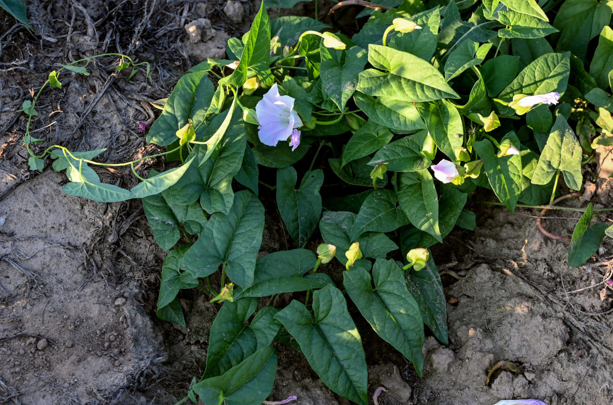 Image of Calystegia spectabilis specimen.